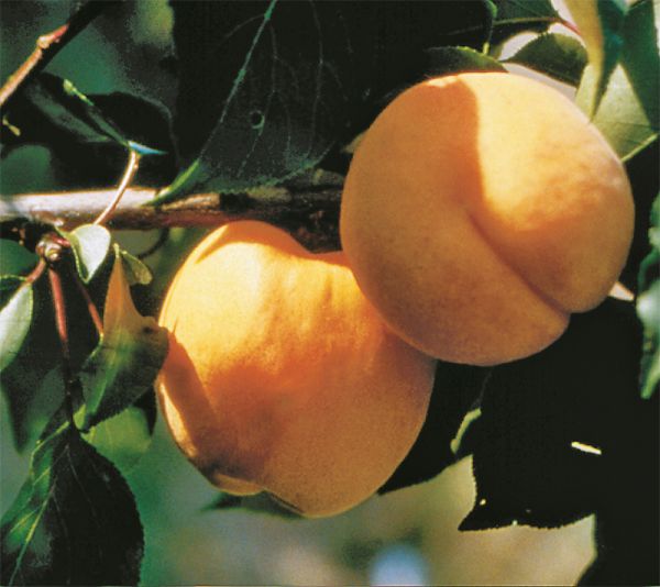 Aprikosen | HARGRAND