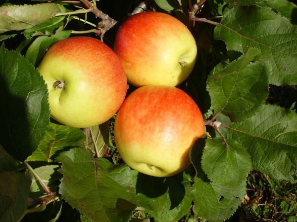 Äpfel | JONAGOLD