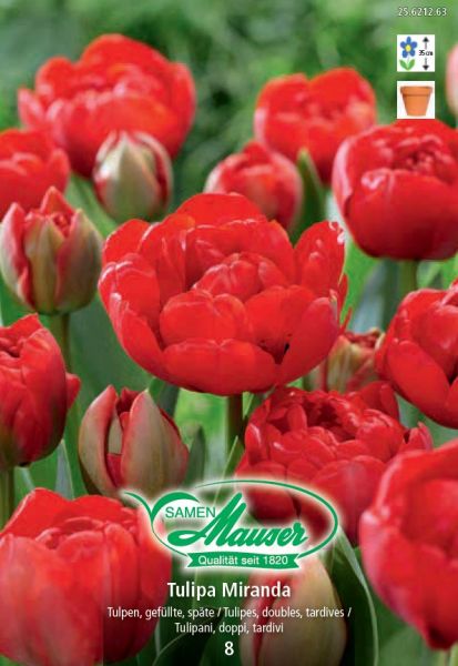 Bulbes à fleurs | Miranda, Tulipe tardive, double, 8 bulbes