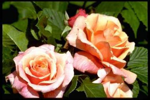 Rosiers arbustes | rose cuivré | 150-180 cm