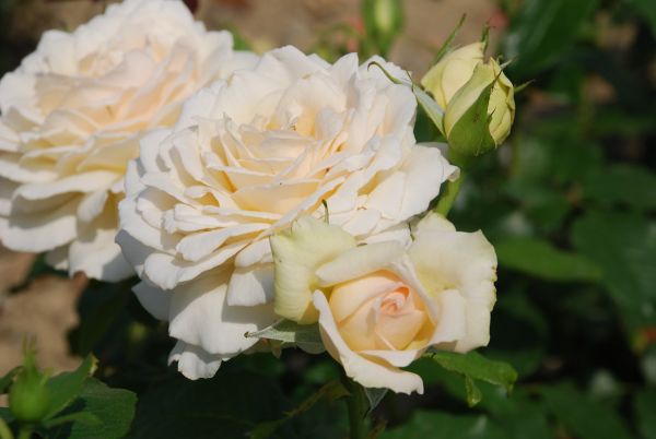 Romantica-Rose | Cremerosa | Höhe: 80-120 cm