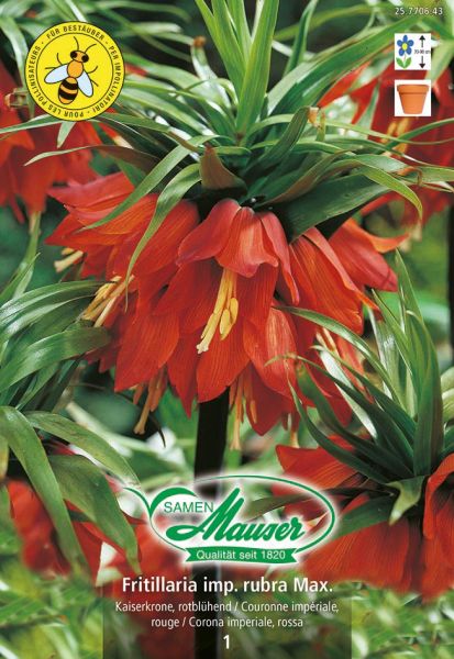 Blumenzwiebeln | Fritillaria imperialis rubra Maxima, Kaiserkrone