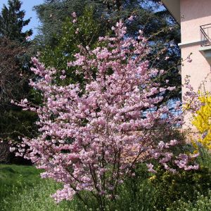 Prunus 'Accolade' / Zierkirsche Pflanze im Topf/Plante en pot 80/100