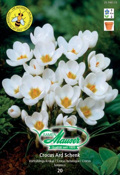 Blumenzwiebeln | Krokus Ard Schenk