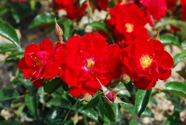 Rosiers couvre-sol | rouge sang | 40-50 cm