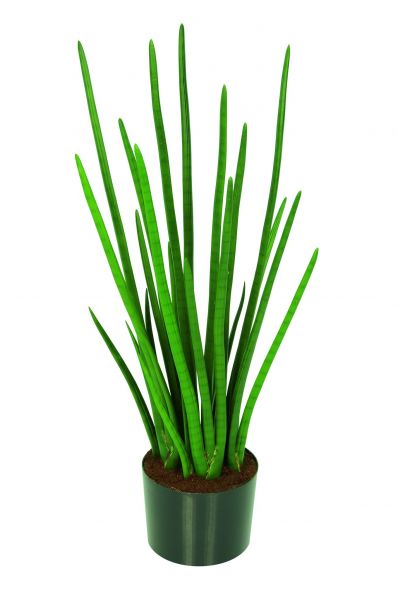 Luwasa | Kunstpflanze | Sansevieria cylindrica