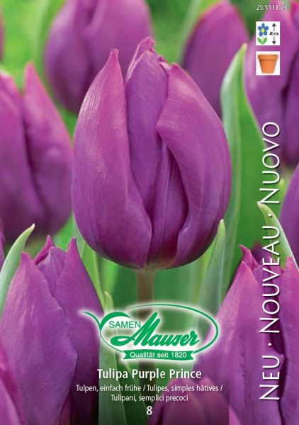 Blumenzwiebeln | Purple Prince Frühe Tulpe