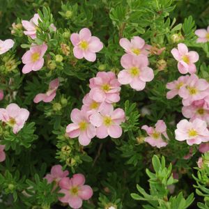 Potentilla fruticosa 'Lovely Pink' / Fingerstrauch Container 5 Liter/Conteneur 5 litres