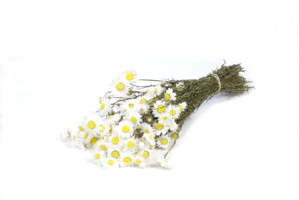 Trockenblumen | Acroclinium Bund