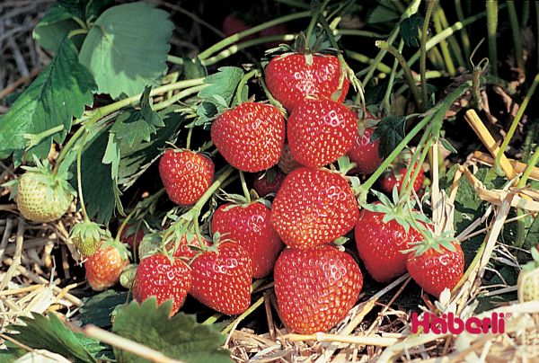 Erdbeeren | einmaltragend | WÄDENSWIL 6 früh