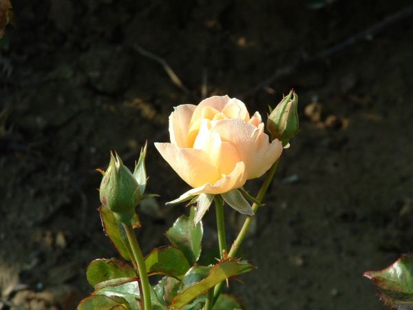 Romantica-Rose | Lachsrosa | 90-120 cm