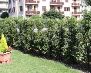 Prunus lusitanica 'Angustifolia' / Portugiesischer Kirschlorbeer Heckenpflanze im Container/Plante p