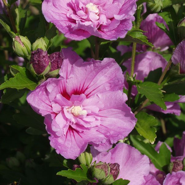 Hibiscus syriacus 'Purple Ruffles' / Hibiscus, Eibisch Pflanze im Topf/Plante en pot 80/100