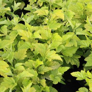 Physocarpus opulifolius 'Angel Gold' / Blasenspiere Pflanze im Topf/Plante en pot 80/100