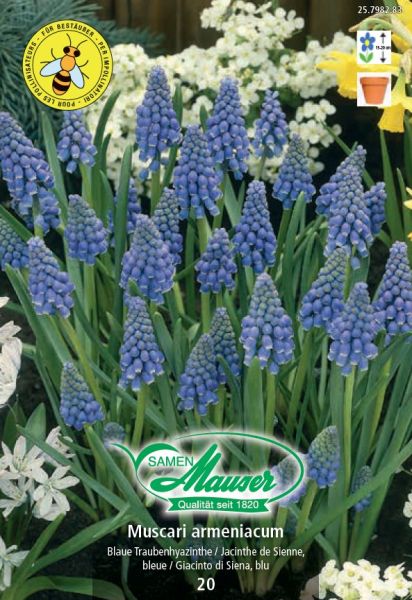 Blumenzwiebeln | Muscari armeniacum, Traubenhyazinthe