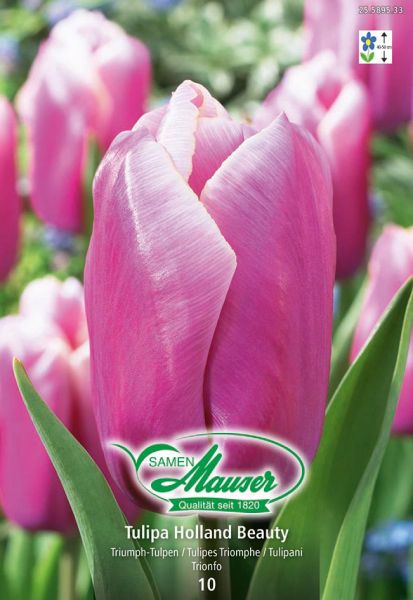 Blumenzwiebeln | Holland Beauty, Triumph Tulpe