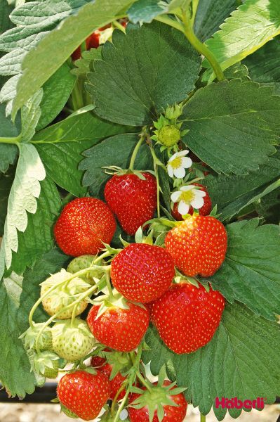 Erdbeeren | immertragend | DIAMANTE