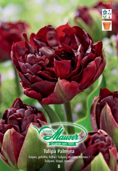 Bulbes à fleurs | Palmyra, Tulipe précoce remplie, 8 bulbes