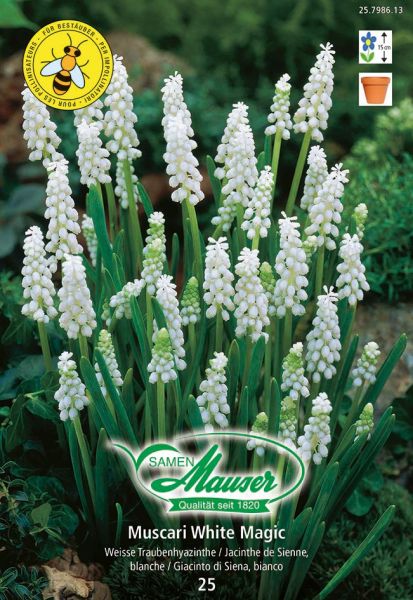 Blumenzwiebeln | Muscari White Magic, Traubenhyazinthe