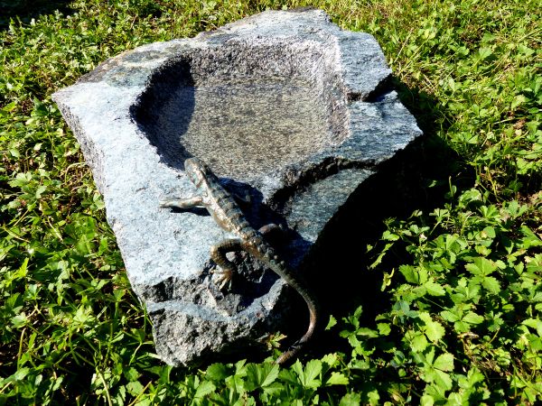 Bronzefigur | Vogeltränke Granit mit Eidechse 88108