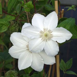 Clematis (Groupe gr. fleurs, tardif) 'Madame Le Coultre' / Waldrebe, Clematis Container 5 Liter/Cont