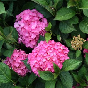 Hydrangea macrophylla 'Selina' / Hortensie Container 7.5 Liter/Conteneur 7.5 litres