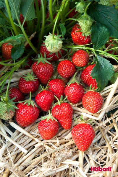 Erdbeeren | immertragend | MARA DES BOIS
