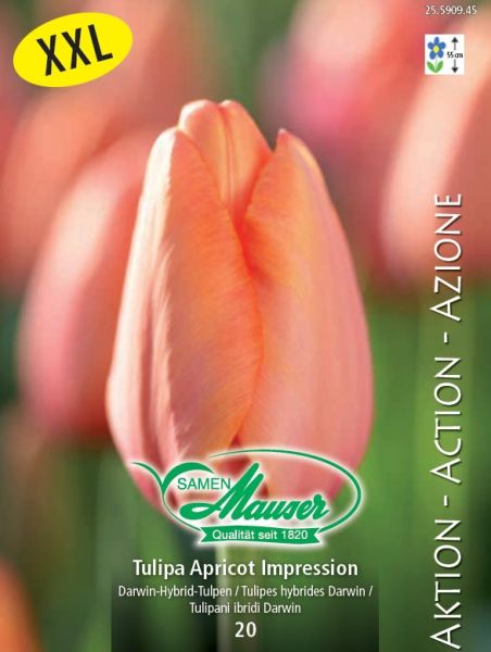 Blumenzwiebeln | Tulpe Apricot Impression