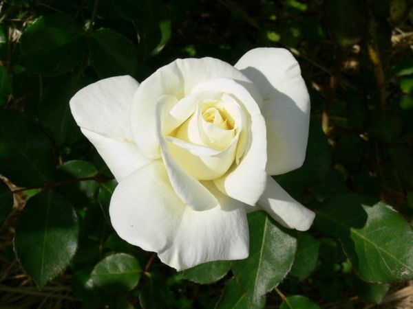Rosiers à grandes fleurs | blanc | 70-80 cm
