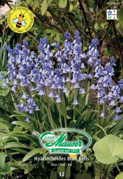 Blumenzwiebeln | Scilla Blue Bells