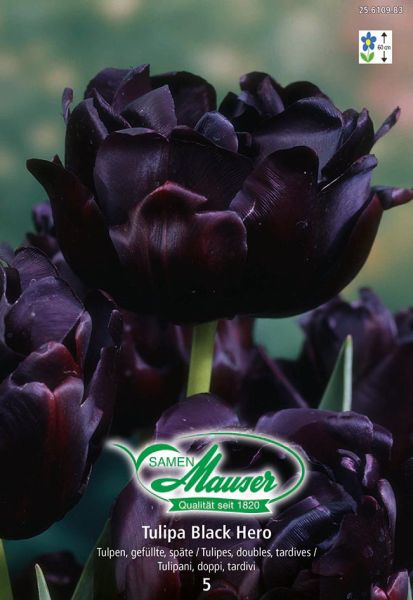 Bulbes à fleurs | Black Hero, Tulipe double, tardive, 5 bulbes