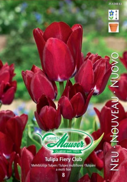 Blumenzwiebeln | Bouquet-Tulpe Fiery Club