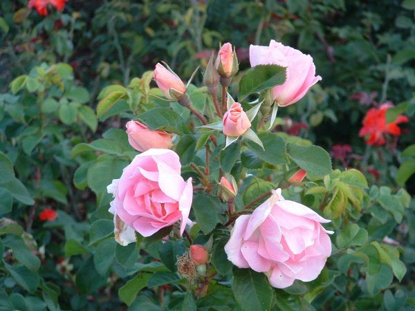 Rosiers arbustes | rose | 150-200 cm