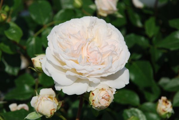 Romantica-Rose | Weiss | 90-120 cm
