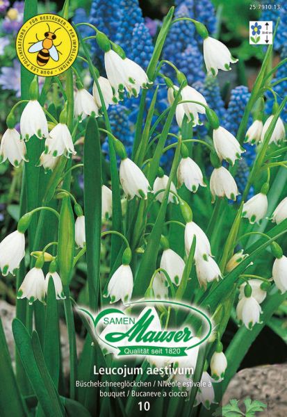 Bulbes à fleurs | Niveole d’été,, Leucojum aestivum, 10 bulbes