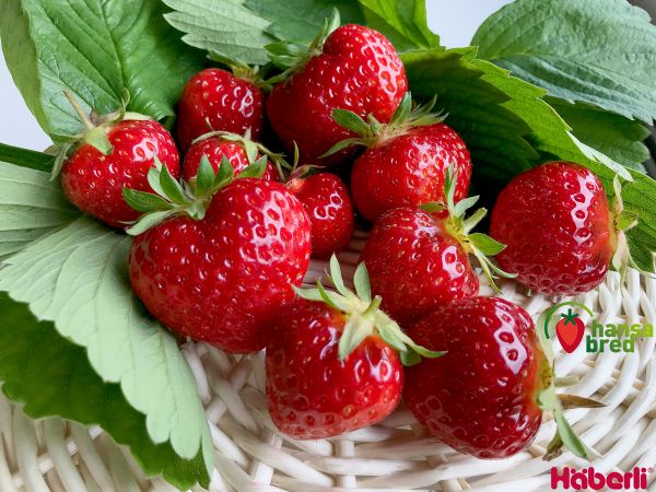 Erdbeeren | einmaltragend | RENAISSANCE mittel