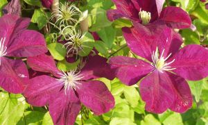 Clematis (Groupe gr. fleurs, tardif) 'Rouge Cardinal' / Waldrebe, Clematis Container 5 Liter/Contene