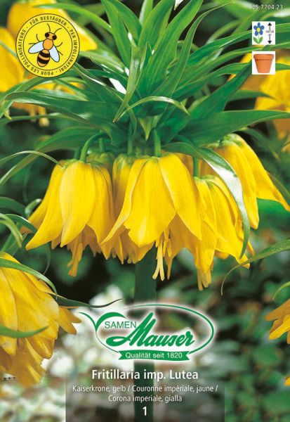 Blumenzwiebeln | Fritillaria imperialis lutea Maxima, Kaiserkrone