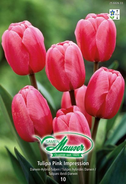 Blumenzwiebeln | Pink Impression, Darwin-Hybrid-Tulpe