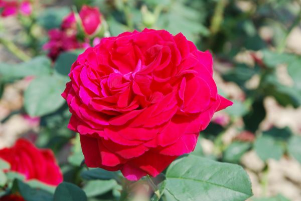 Romantica-Rose | Lila-Rot | 80-100 cm