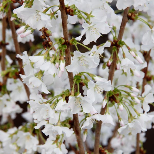 Prunus incisa 'Kojou-no-mai' / Zierpflaume Pflanze im Topf/Plante en pot 60/70