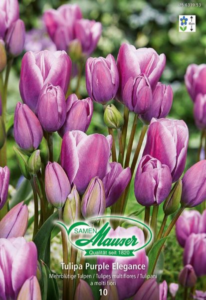 Blumenzwiebeln | Purple Elegance, Bouquet-Tulpe