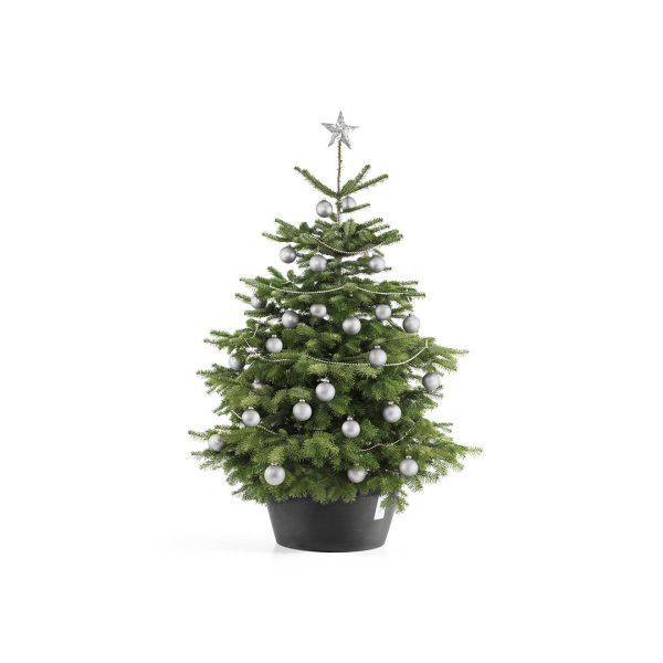 Ecopots | Christmas Tree Stand