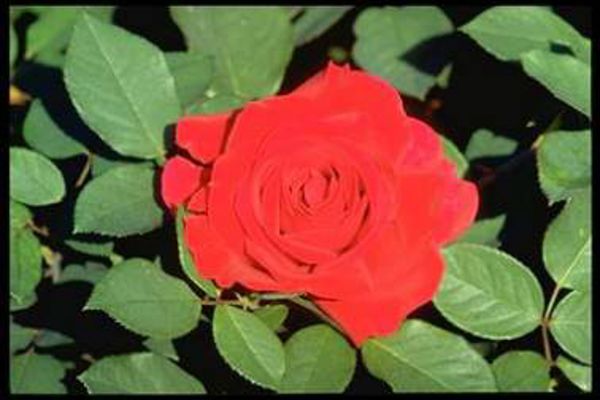 Rosiers à grandes fleurs | rouge foncé | 80-90 cm