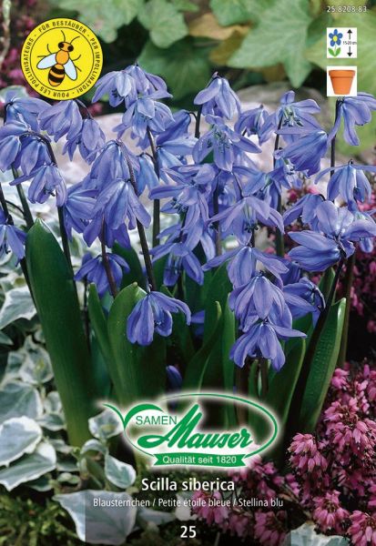 Bulbes à fleurs | Scilla siberica, 25 bulbes