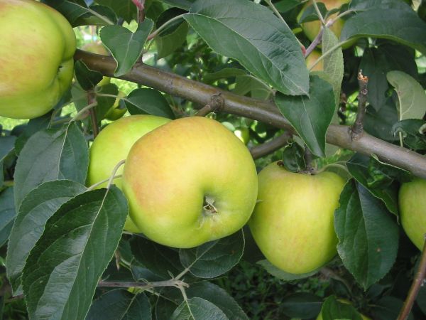 Äpfel | GRAVENSTEINER
