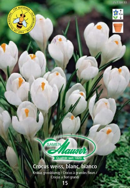 Bulbes à fleurs | Crocus Ideal, blanc, 15 bulbes