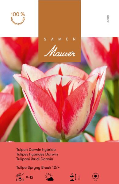 Blumenzwiebeln | Tulpen Darwin Hybride Spryng Break