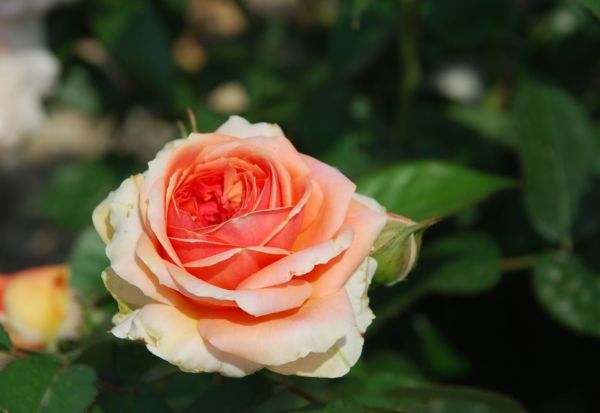 Romantica-Rose | Orange | 80-120 cm