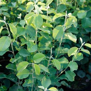 Amelanchier rotundifolia (ovalis) / Felsenbirne Pflanze im Topf/Plante en pot 70/80